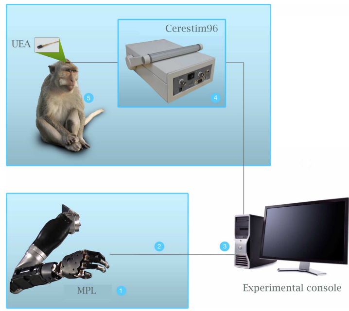 somatosensory prosthesis