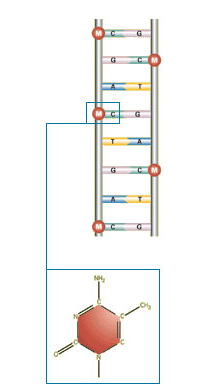 Methylation Methylation