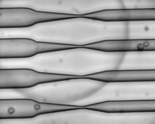 squeezed_cells