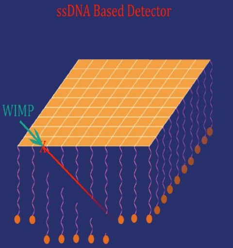 ssDNA_based_detector