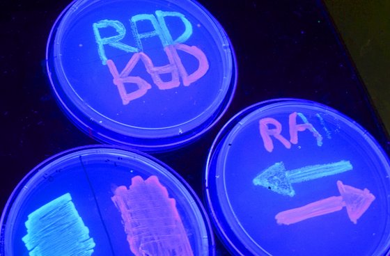 stanford_read_write_dna. stanford_read_write_dna.jpg