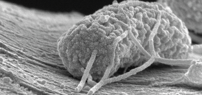 stanford_wired_microbes