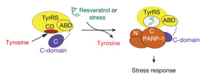 stress response