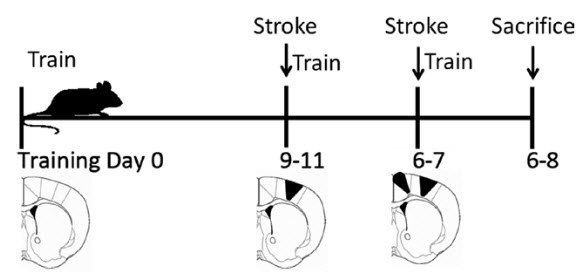 stroke training