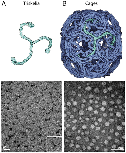 structure_of_nanoplatforms structure_of_nanoplatforms