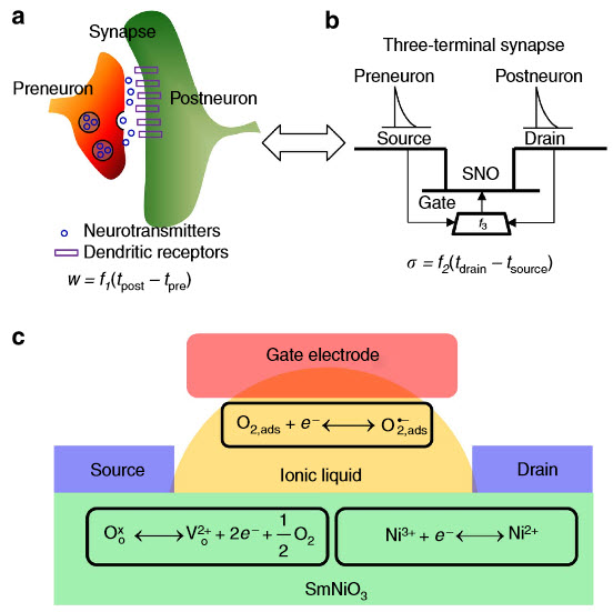 synaptic transistor device.