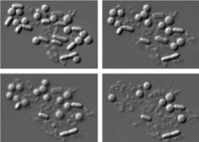 synbio_x291