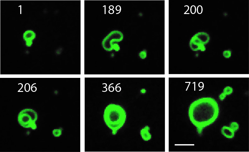 synthetic-cell-membranes
