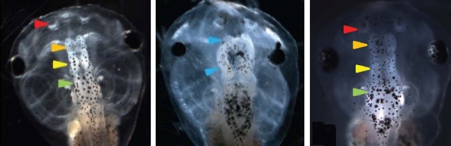 tadpole embryos