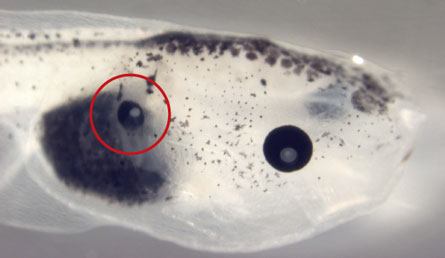 Tadpole Tadpole