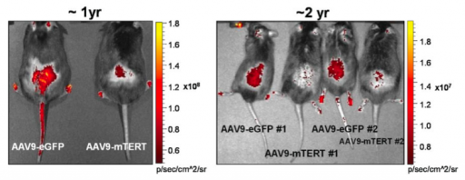 telomerase_gene_therapy_mice