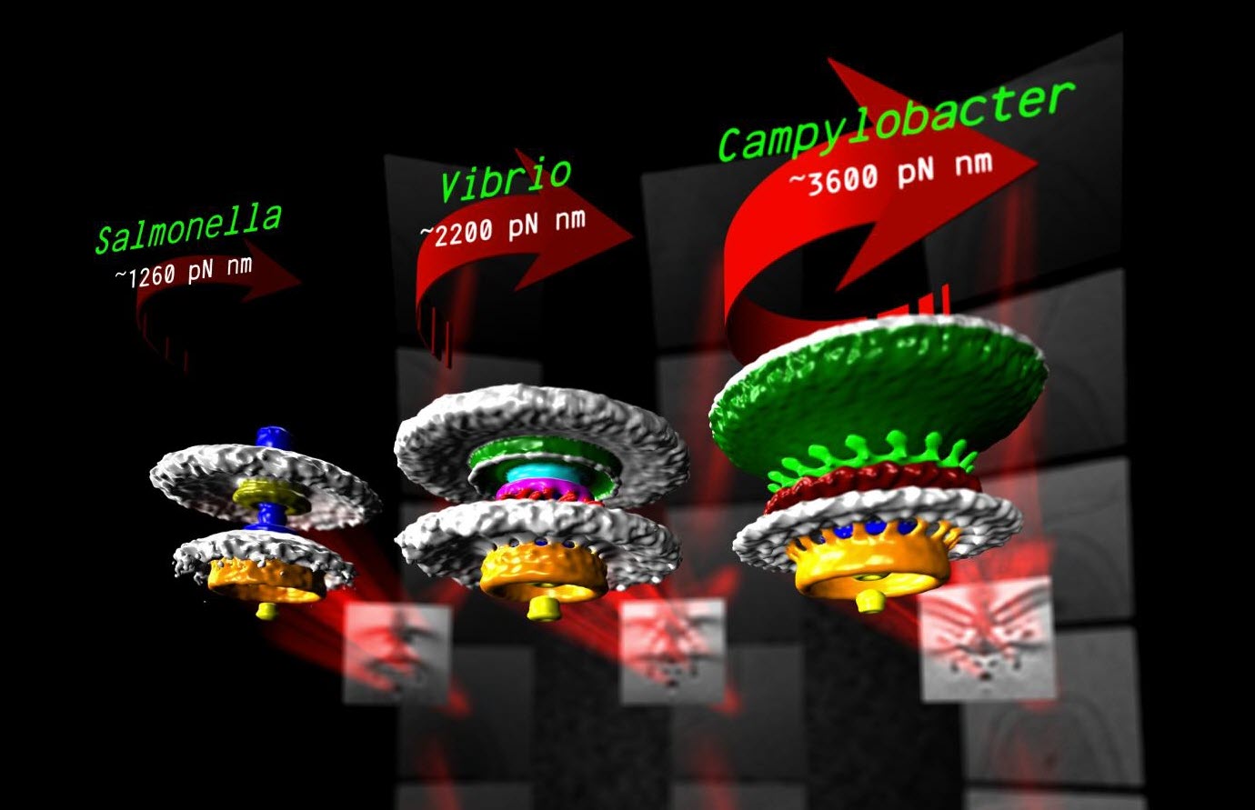 three bacterial motors