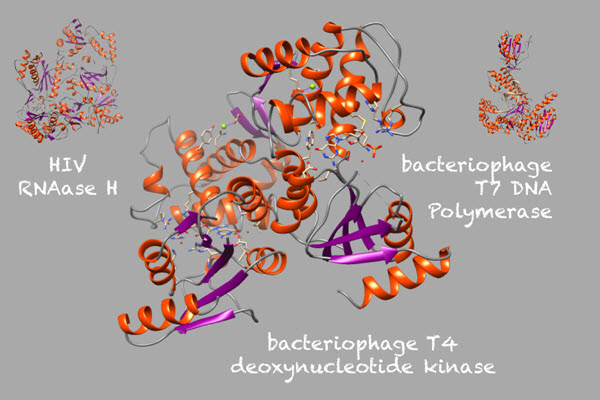 three-dimensional structures in proteins