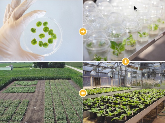 transforming crops