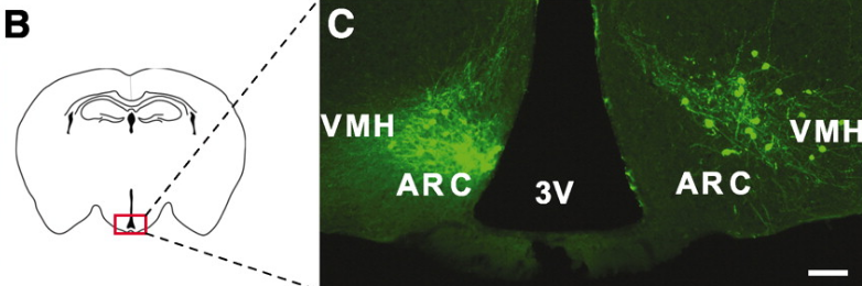 Transplanted hypothalamic cells Transplanted hypothalamic cells