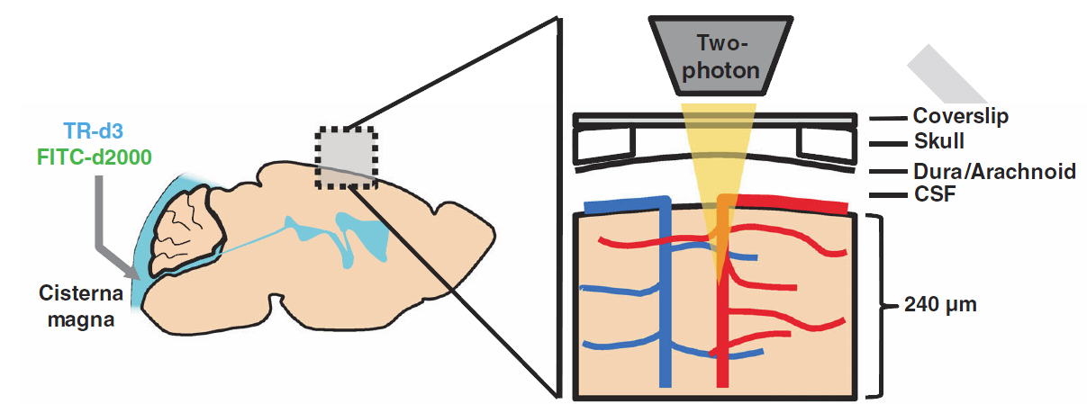two-photon imaging of para-arterial CSF