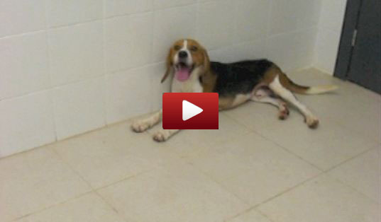 uab_diabetic_dog_video