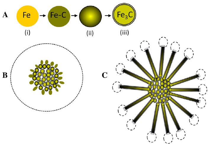 urchin formation