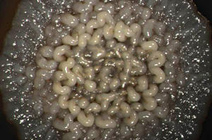 ut_dallas_biofilms