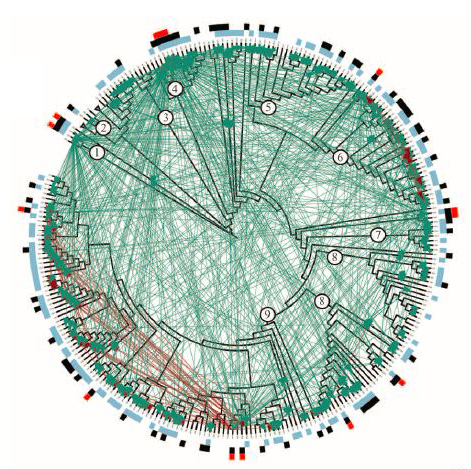 vibrio_phylogeny