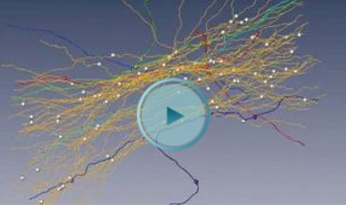 video_reconstructed axons video_reconstructed axons