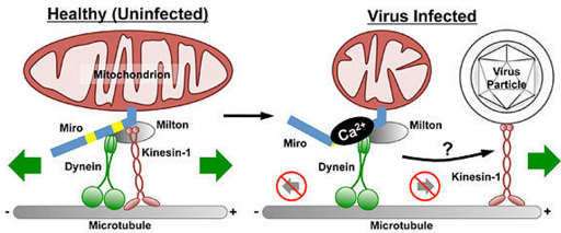 virus-infected_neuron