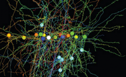 visual cortical neurons