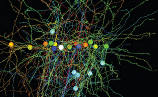 visual cortical neurons