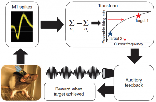 volitionalmodulation