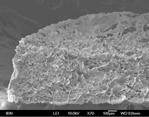 web_IBN-Cellulosic-Scaffold web_IBN-Cellulosic-Scaffold