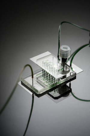 web_IBN-HepaTox-Chip web_IBN-HepaTox-Chip