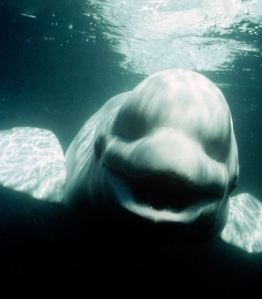 white-whale-imitates-human-speech