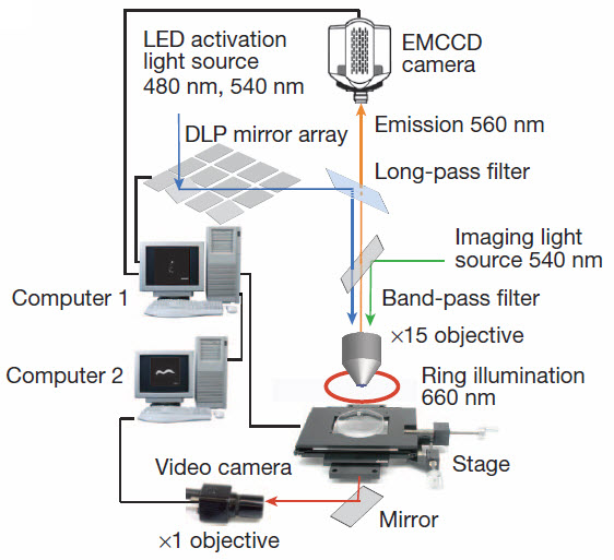 worm neuron stimulation apparatus