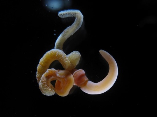 worm-pani