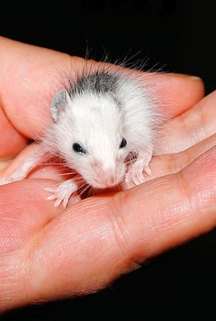 young mouse