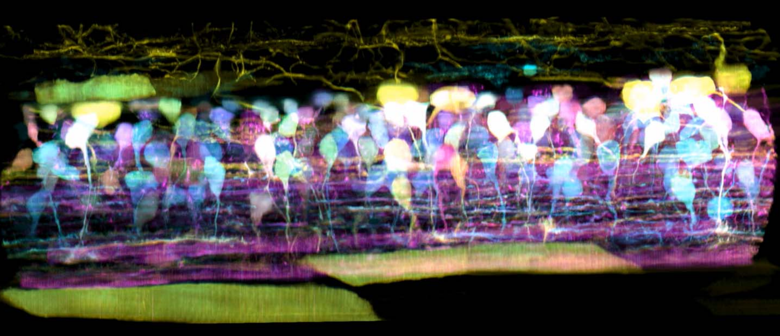 zebrafish embryo neural circuit development