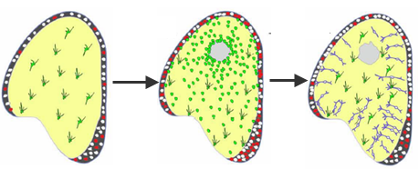 zebrafish_neurogenesis