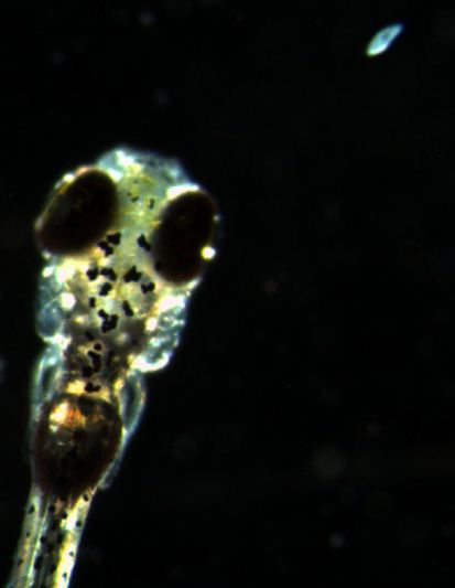 zebrafish_thinking